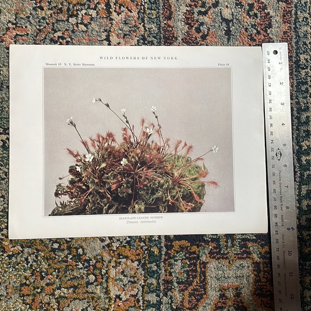 🌹FREE w/purchase Antique Botanical Plant print over 100 years old Vintage - Picture 6 of 7
